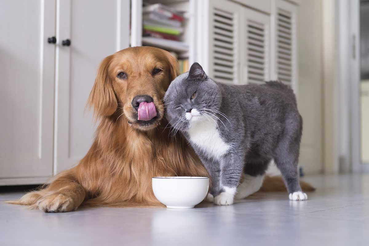 Travel UK-Wide with Confidence Using Vet Home Certs