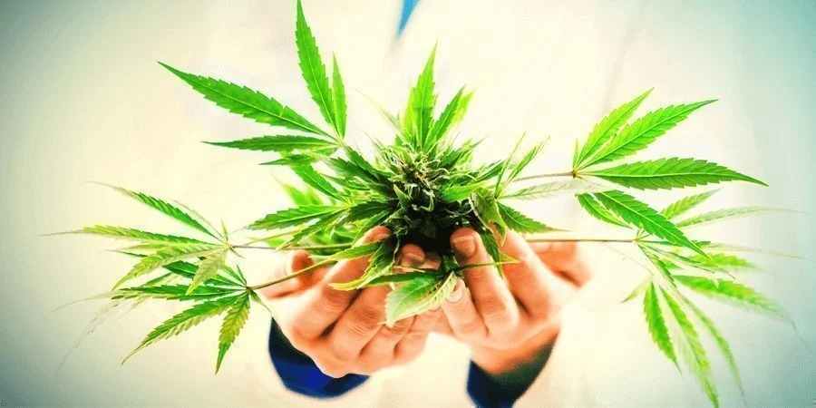 Discover Premium Marijuana Madrid with Clubs Cannabis Madrid