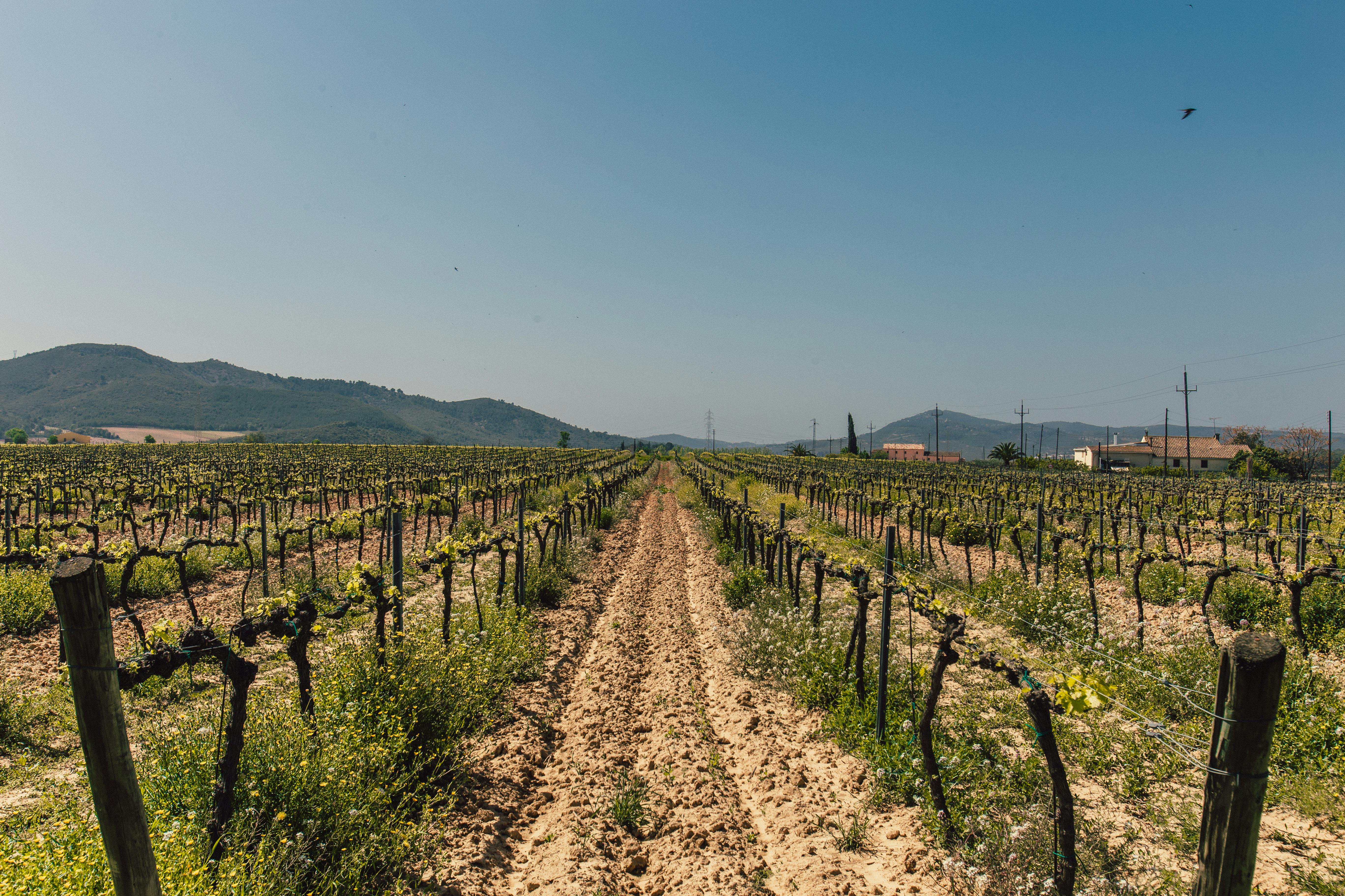 Family-Friendly Sacramento Wineries to Visit with Loved Ones