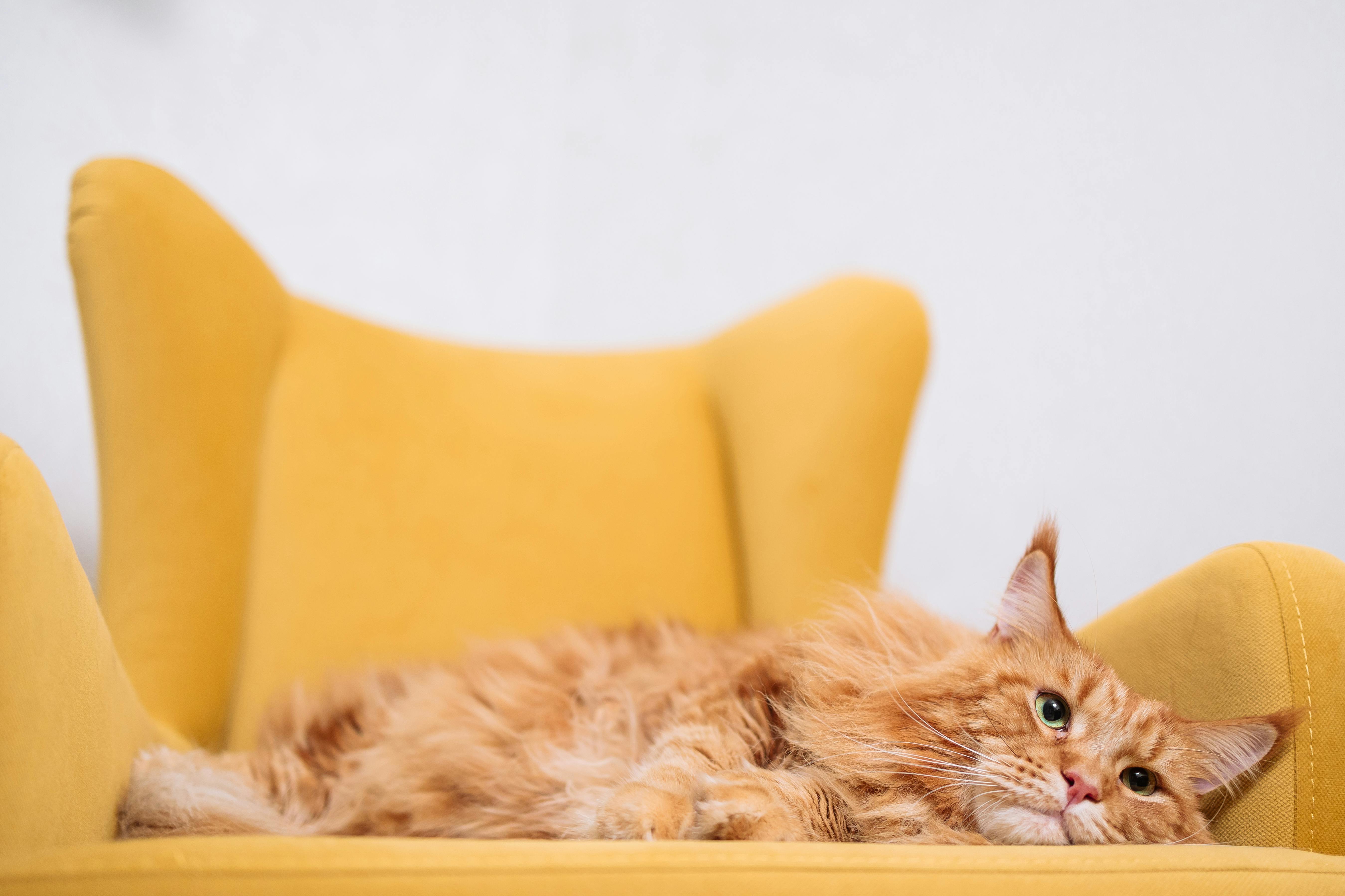 Beautiful Maine Coon Kittens for Sale Bay Area Families Will Love