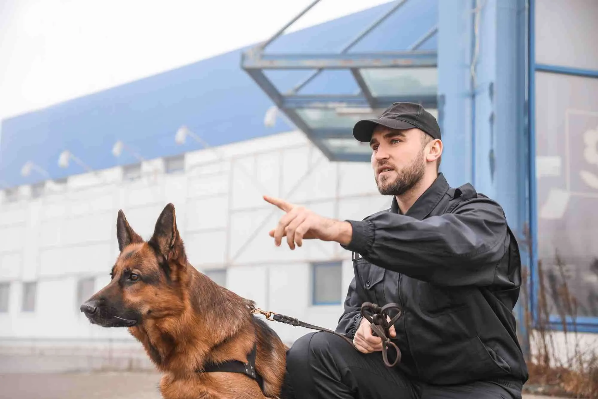 Security Dog Services in Cheltenham for Maximum Protection