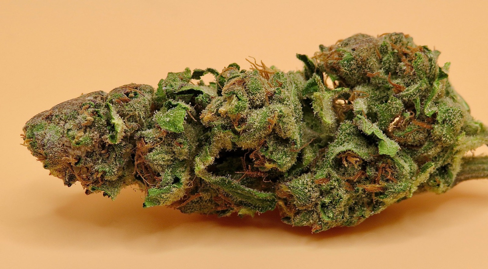 Cheap Canna – Lowest Prices on Top Cannabis at Bud Cargo
