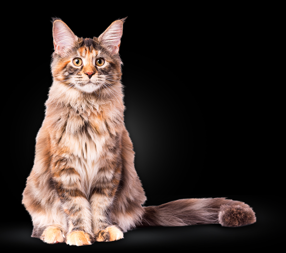 Meet Our Maine Coon Kittens for Sale | The Perfect Feline Friend